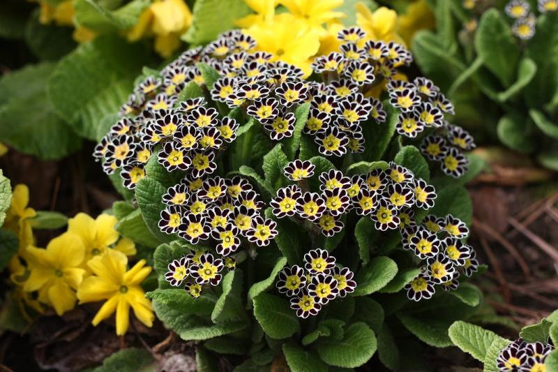 Primula Victoriana Chocolate Lace (1467)